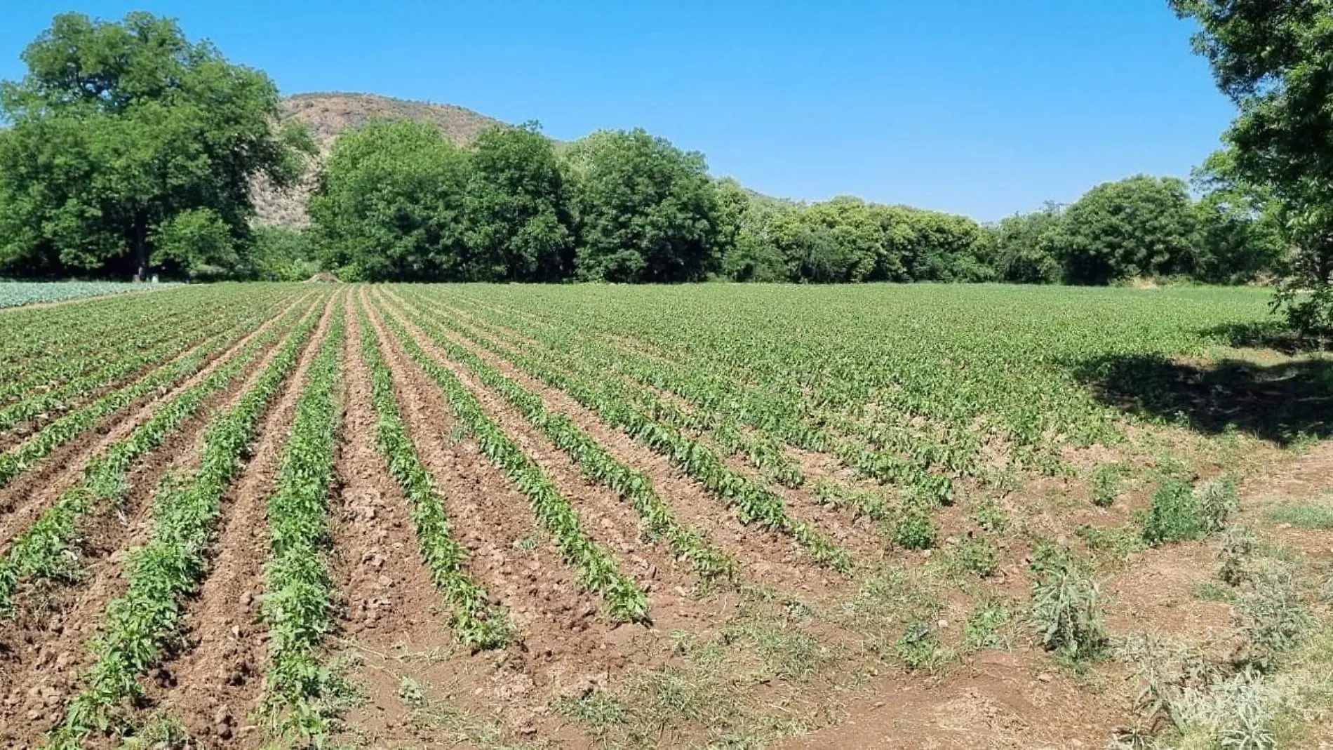 Campo cortesía Gobierno de Parral 1